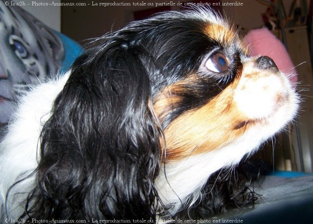 Photo de Cavalier king charles spaniel