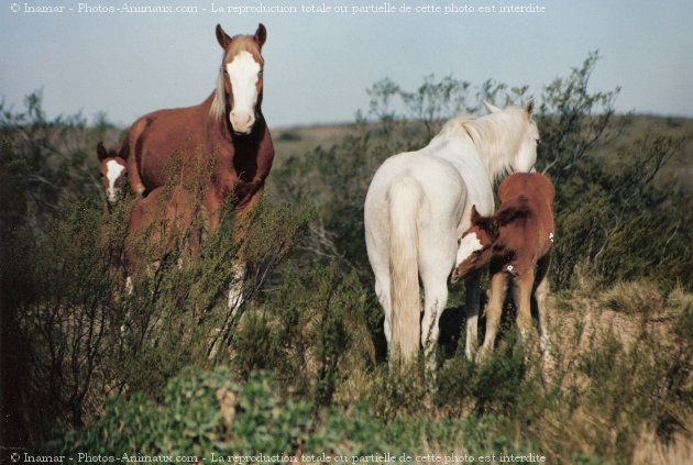 Photo de Races diffrentes