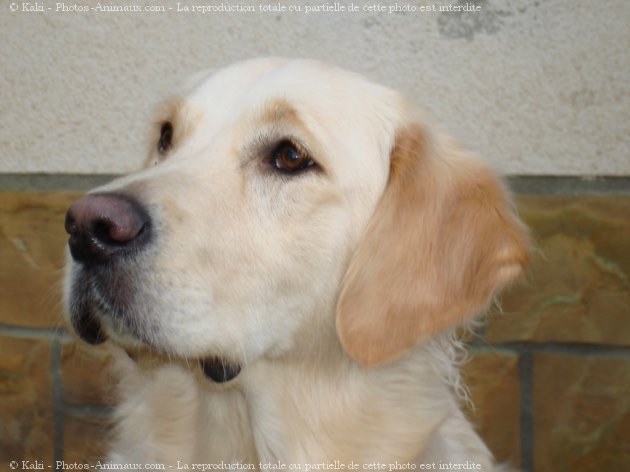 Photo de Golden retriever