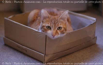 Photo de Chat domestique