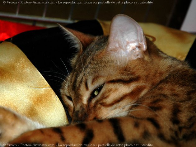 Photo de Bengal