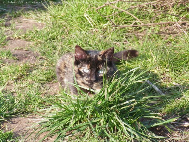 Photo de Chat domestique