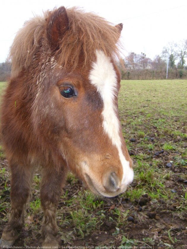 Photo de Shetland