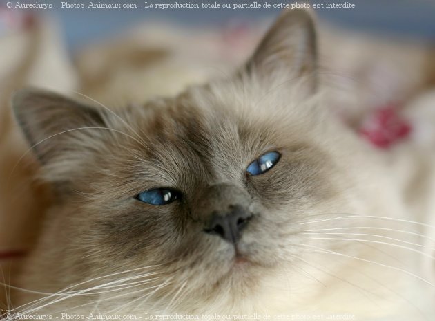 Photo de Sacr de birmanie