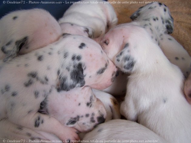 Photo de Dalmatien