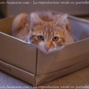 Photo de Chat domestique