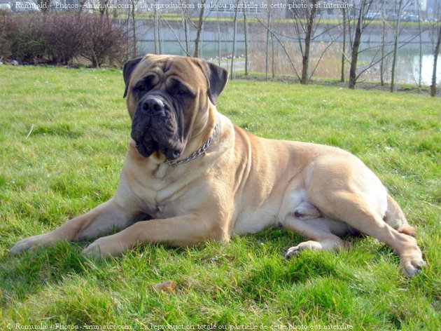 Photo de Bullmastiff