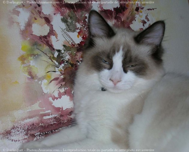 Photo de Ragdoll