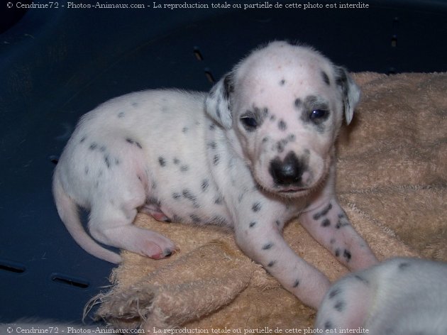 Photo de Dalmatien