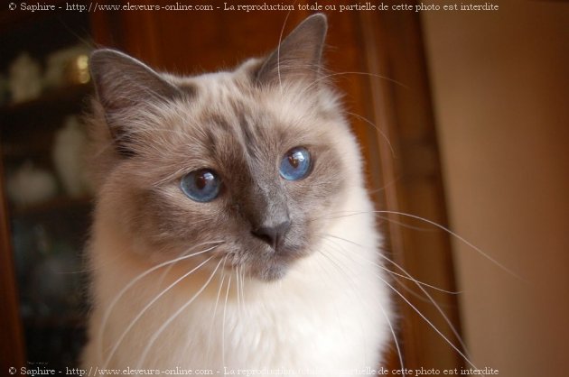 Photo de Sacr de birmanie