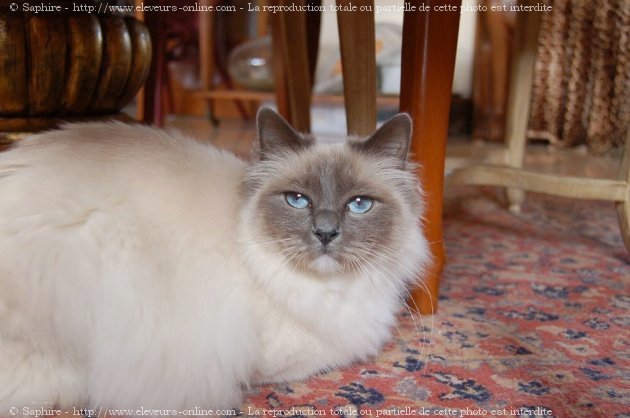 Photo de Sacr de birmanie