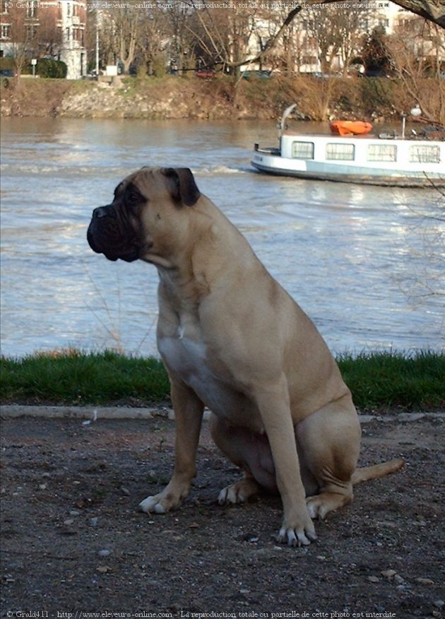 Photo de Bullmastiff