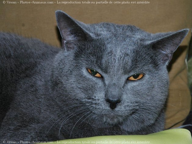 Photo de Chartreux