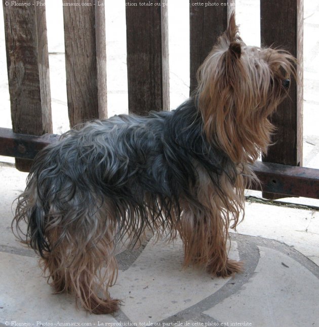 Photo de Yorkshire terrier