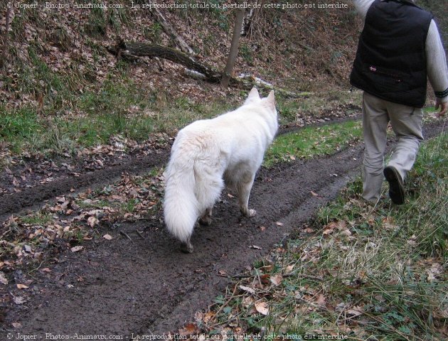 Photo de Berger blanc suisse