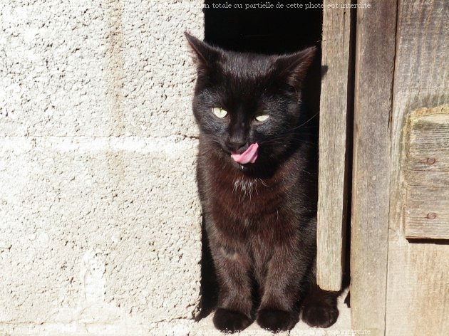 Photo de Chat domestique