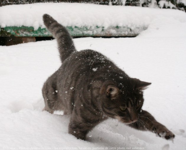 Photo de Chat domestique