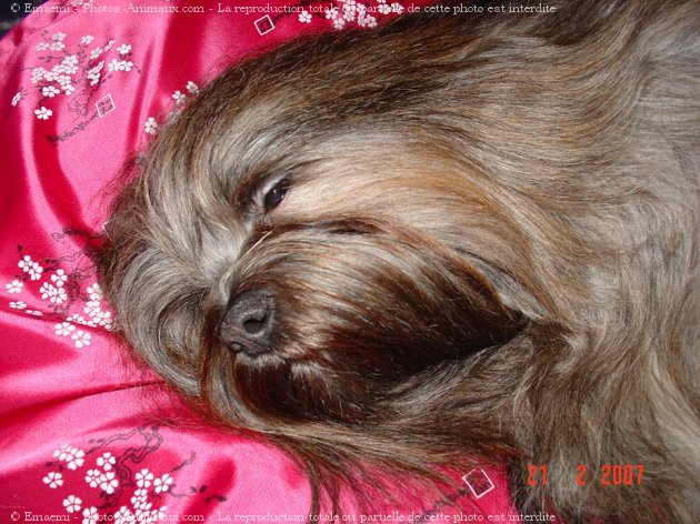 Photo de Lhassa apso