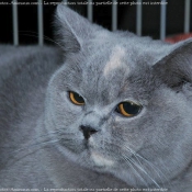 Photo de Chartreux