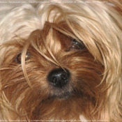 Photo de Yorkshire terrier