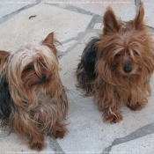 Photo de Yorkshire terrier