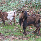 Photo de Races diffrentes