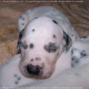 Photo de Dalmatien