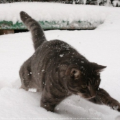 Photo de Chat domestique