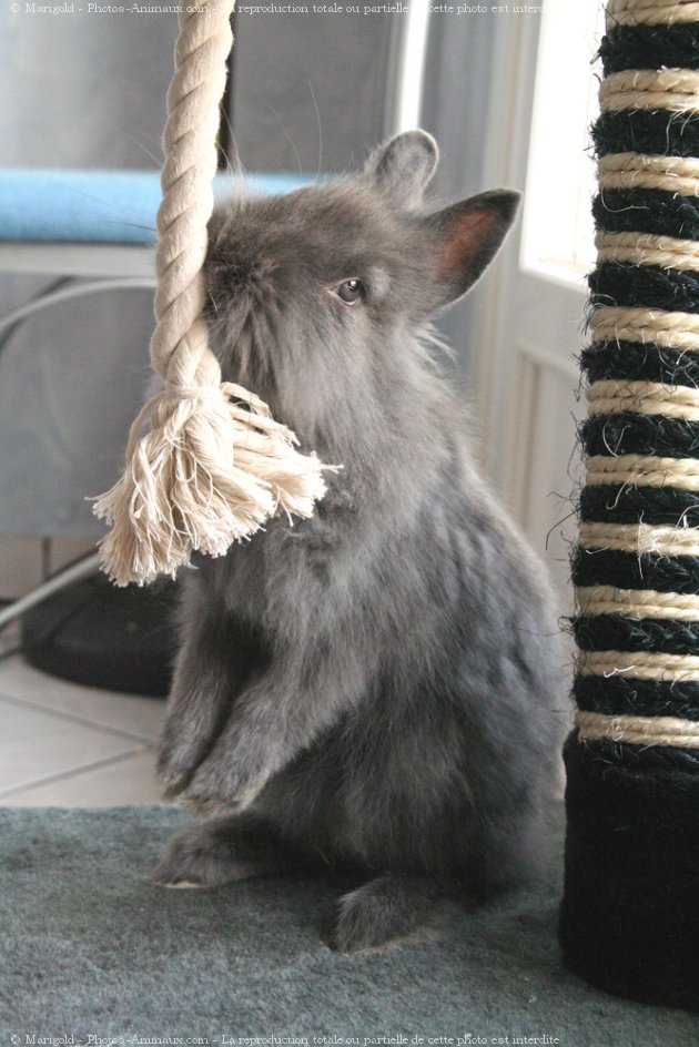 Photo de Lapin