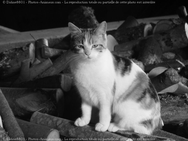 Photo de Chat domestique