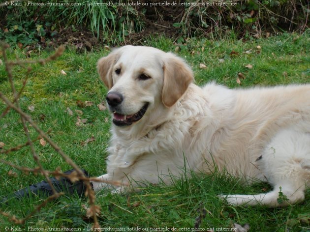 Photo de Golden retriever