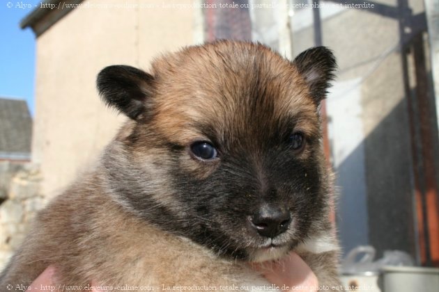 Photo de Chien de berger islandais