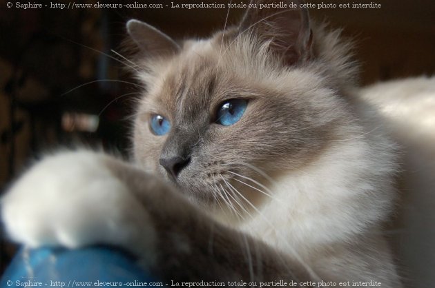 Photo de Sacr de birmanie