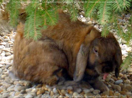 Photo de Lapin