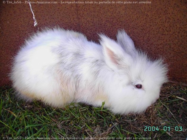 Photo de Lapin