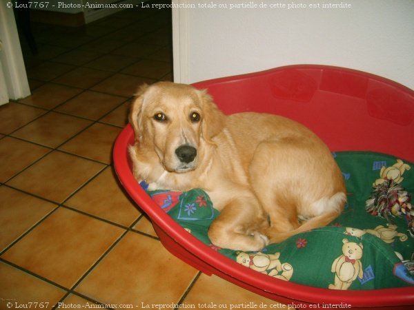 Photo de Golden retriever