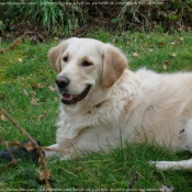 Photo de Golden retriever