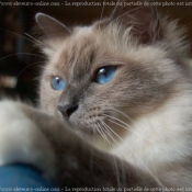 Photo de Sacr de birmanie