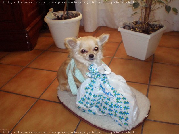 Photo de Chihuahua  poil long