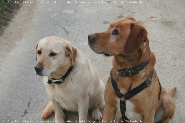 Photo de Labrador retriever