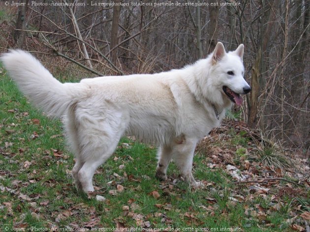 Photo de Berger blanc suisse