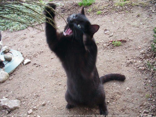 Photo de Chat domestique