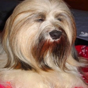 Photo de Lhassa apso