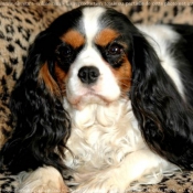 Photo de Cavalier king charles spaniel