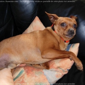 Photo de Pinscher nain