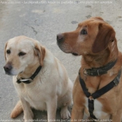 Photo de Labrador retriever