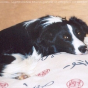 Photo de Border collie