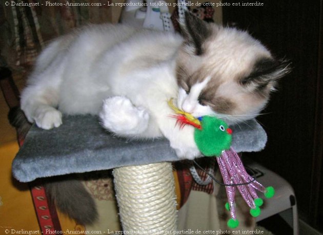 Photo de Ragdoll