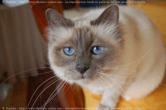 Photo de Sacr de birmanie