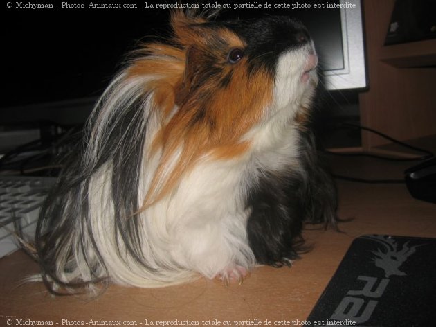 Photo de Cochon d'inde - shelty